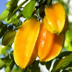 Carambola